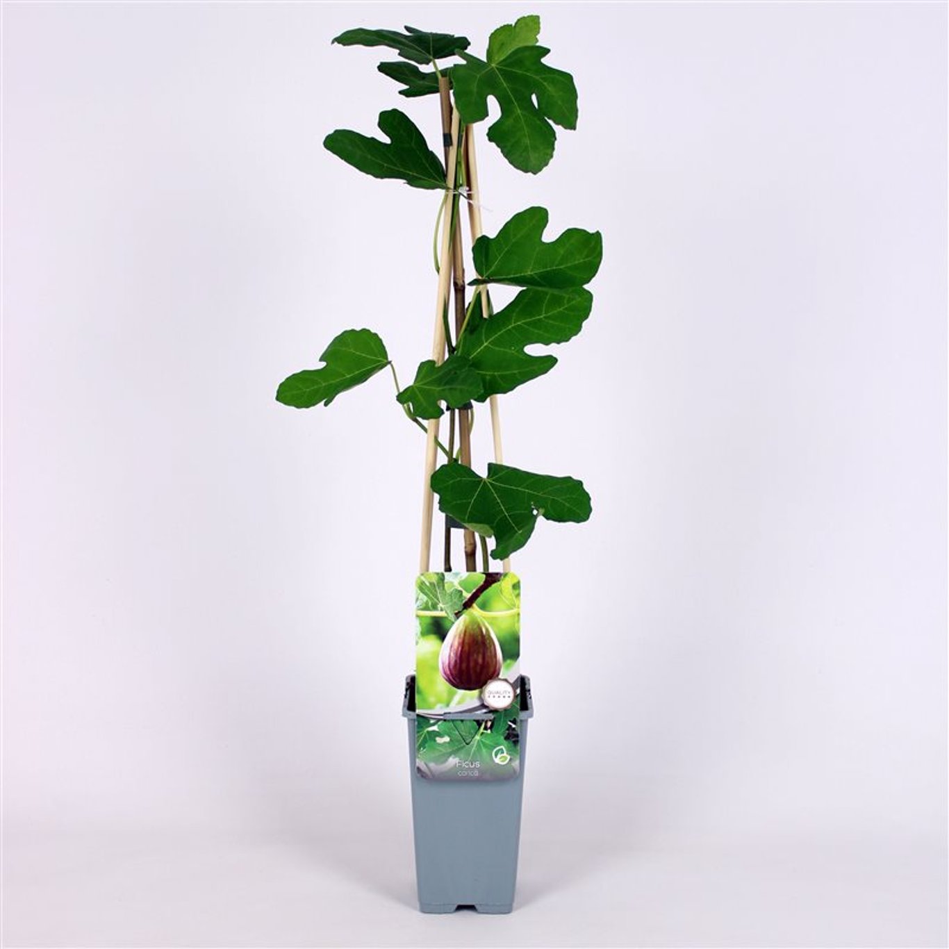 Ficus carica - C2 70/+ CM
